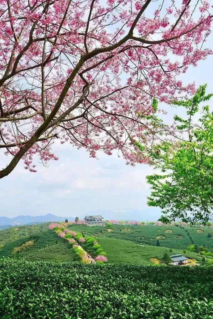 赏花小众景点,发现一处绝美赏花打卡地
