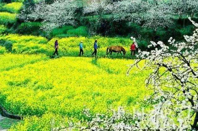 赏花小众景点,发现一处绝美赏花打卡地