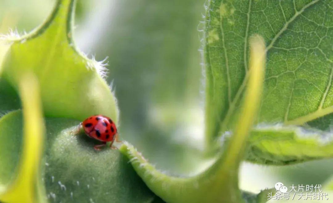 美丽中国摄影片段,38集美丽中国