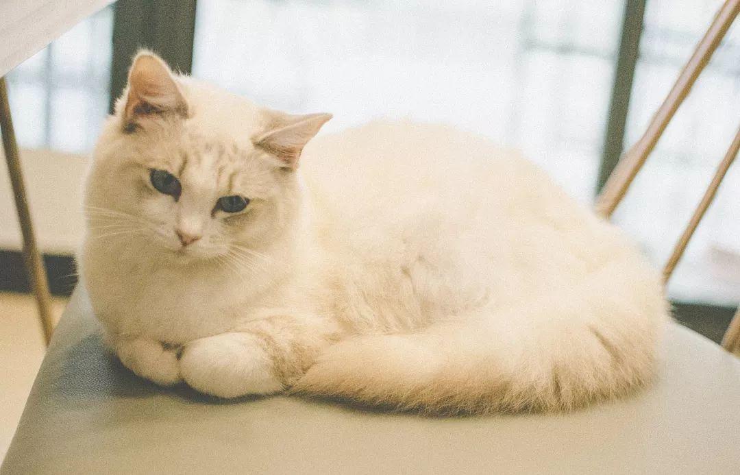 为什么最近博主都卖号了,为什么很多头条的博主都卖货了