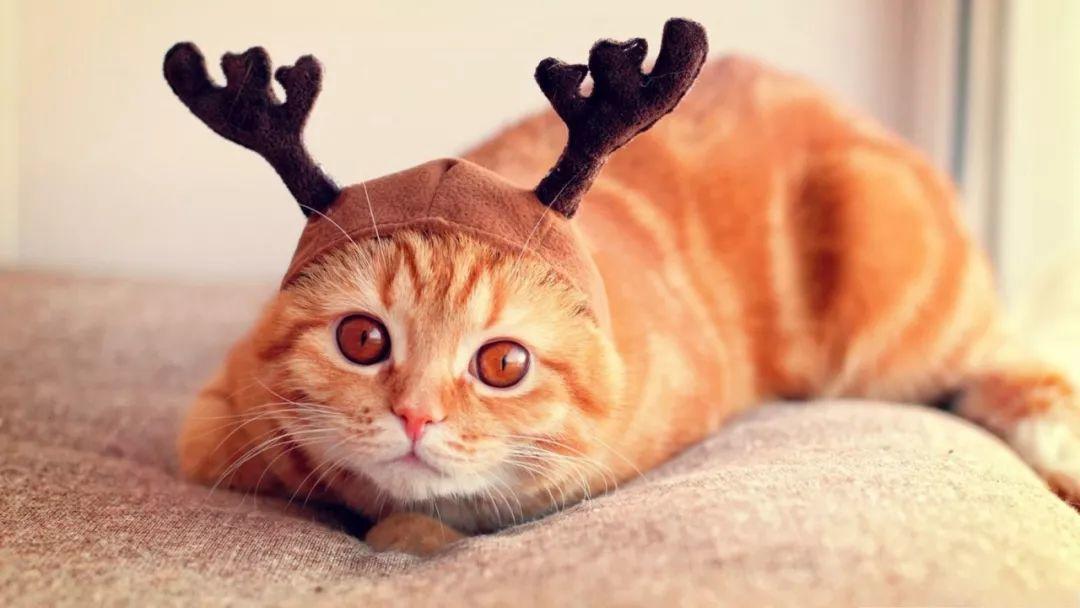 为什么最近博主都卖号了,为什么很多头条的博主都卖货了