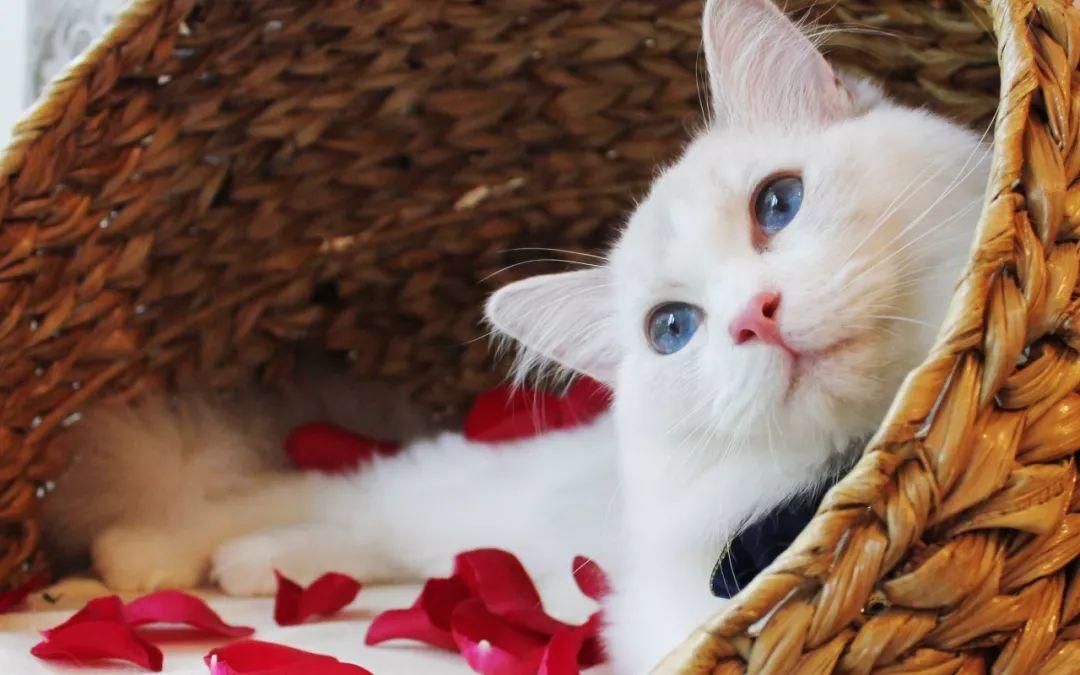 为什么最近博主都卖号了,为什么很多头条的博主都卖货了