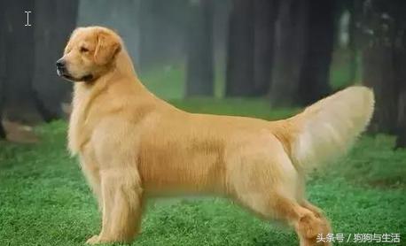 金毛寻回犬2015,金毛寻回犬介绍