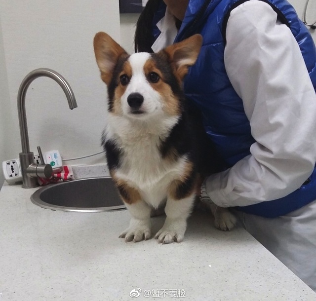 貂皮大衣2980,貂皮大衣5050