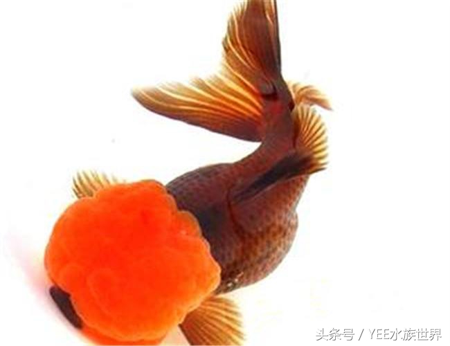 金鱼水质要求有哪些,金鱼对水质要求