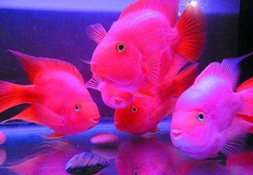 鹦鹉鱼哪种不打架,三条鹦鹉鱼总打架