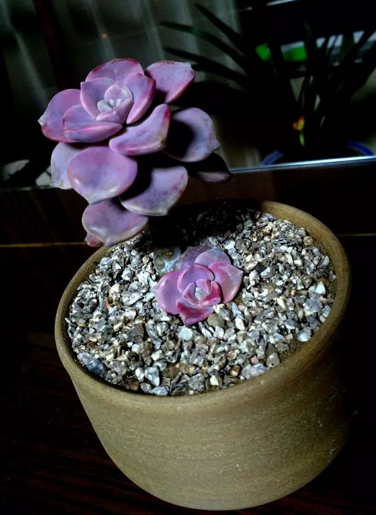 做足了功课养多肉,不用操心就能养好的多肉