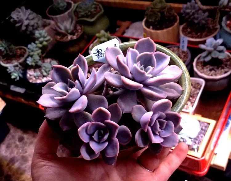 做足了功课养多肉,不用操心就能养好的多肉