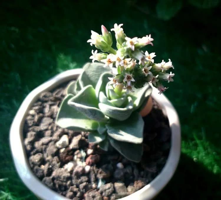 做足了功课养多肉,不用操心就能养好的多肉