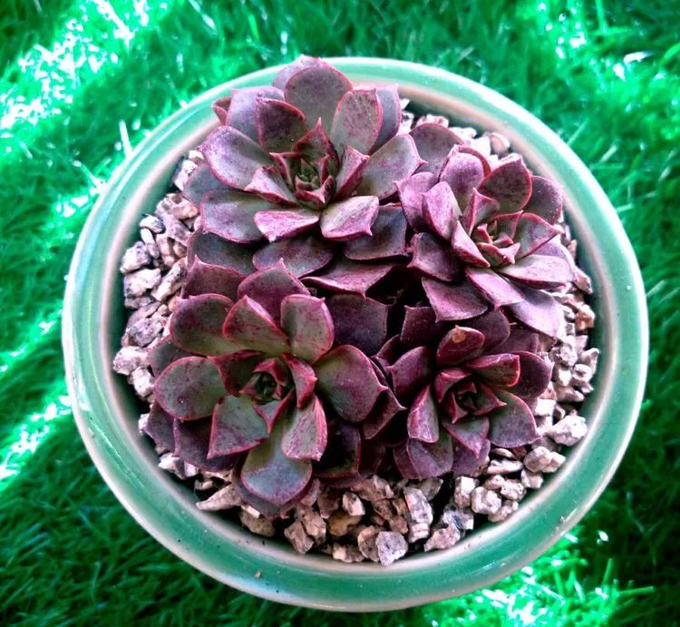 做足了功课养多肉,不用操心就能养好的多肉