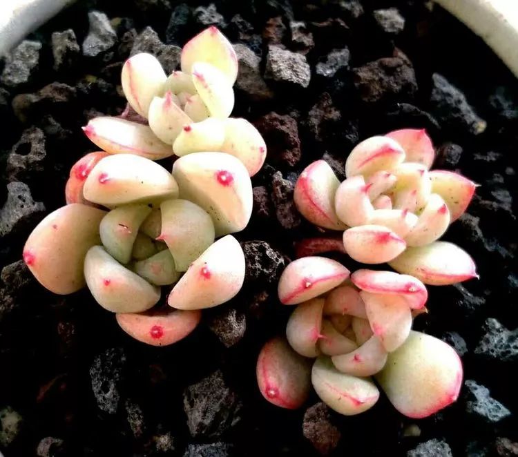 做足了功课养多肉,不用操心就能养好的多肉