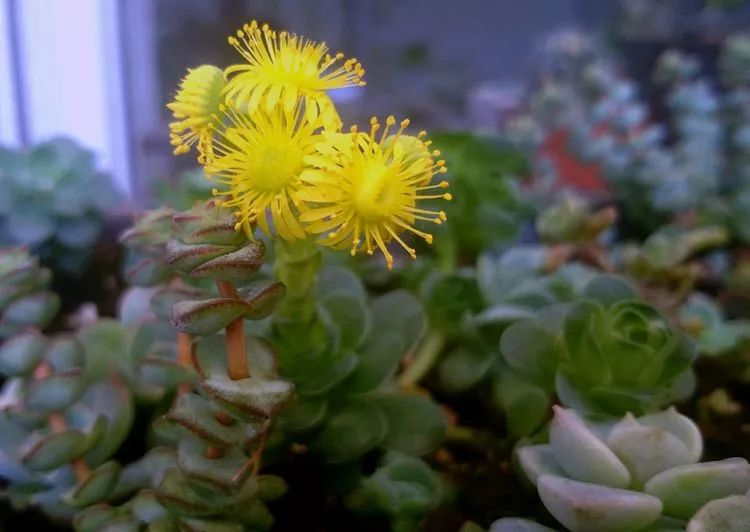 做足了功课养多肉,不用操心就能养好的多肉