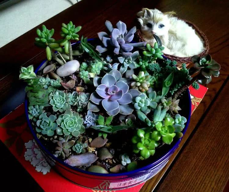 做足了功课养多肉,不用操心就能养好的多肉