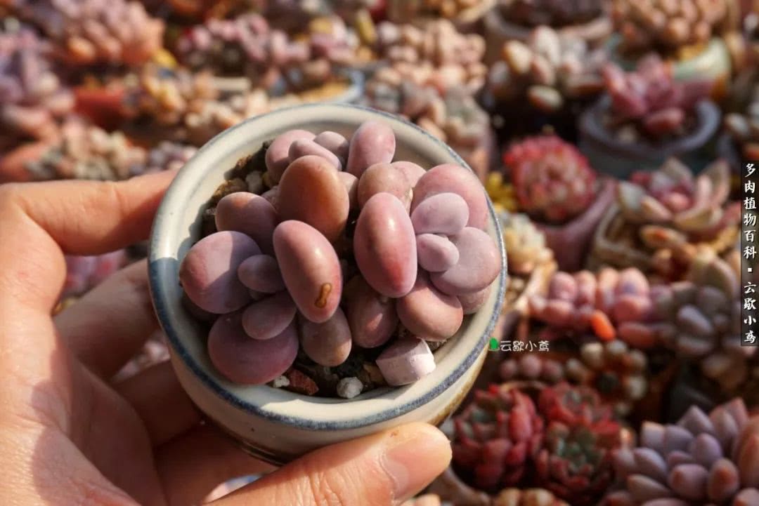 不负人间风月,不负人间风月创作的原声