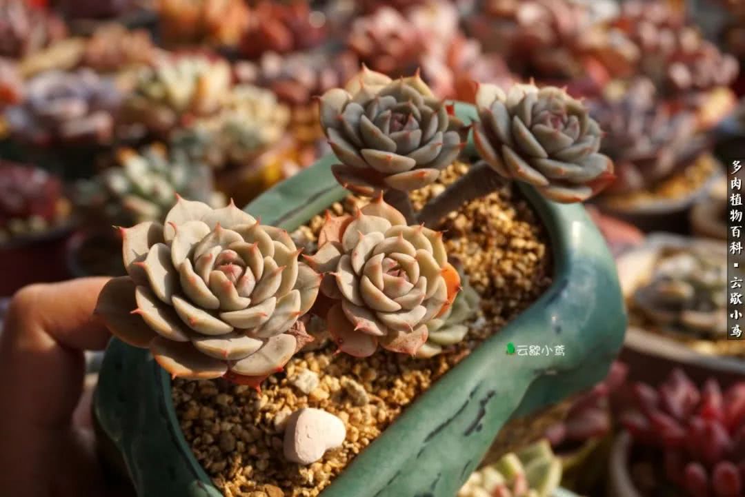 不负人间风月,不负人间风月创作的原声