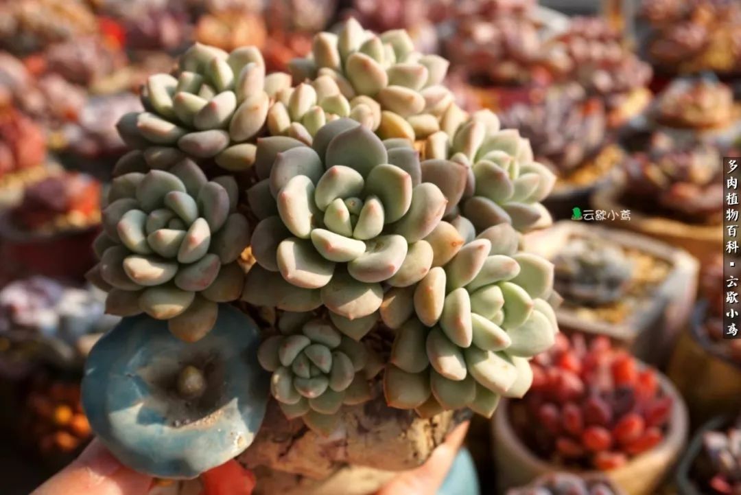 不负人间风月,不负人间风月创作的原声