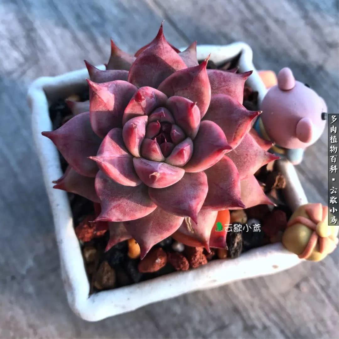 不负人间风月,不负人间风月创作的原声