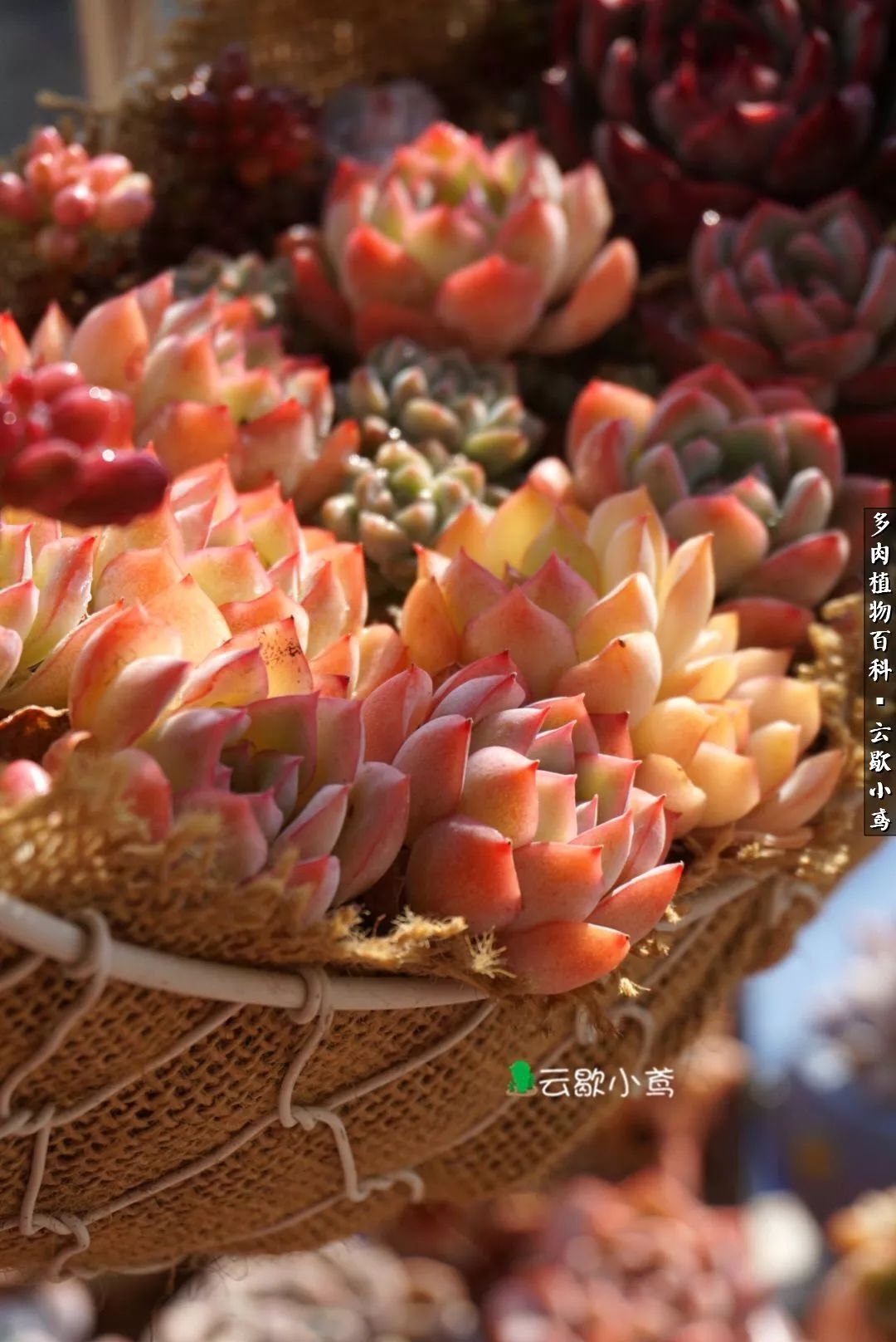 不负人间风月,不负人间风月创作的原声