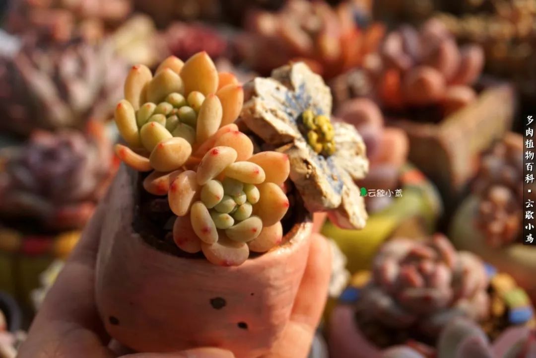 不负人间风月,不负人间风月创作的原声