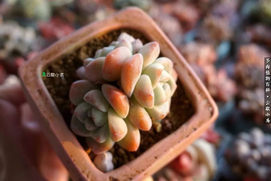 不负人间风月,不负人间风月创作的原声