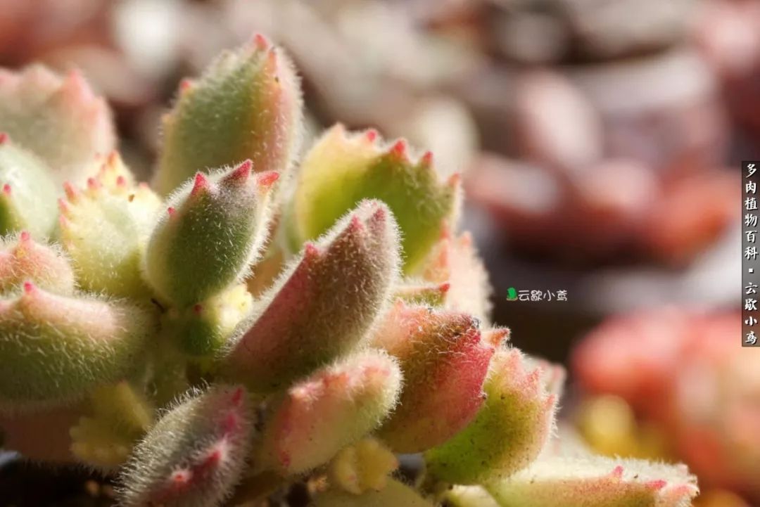 不负人间风月,不负人间风月创作的原声