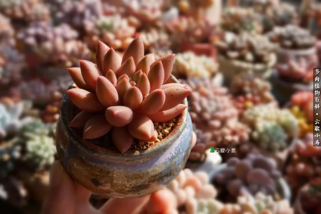 不负人间风月,不负人间风月创作的原声