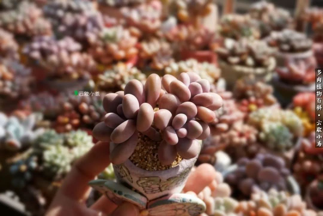 不负人间风月,不负人间风月创作的原声