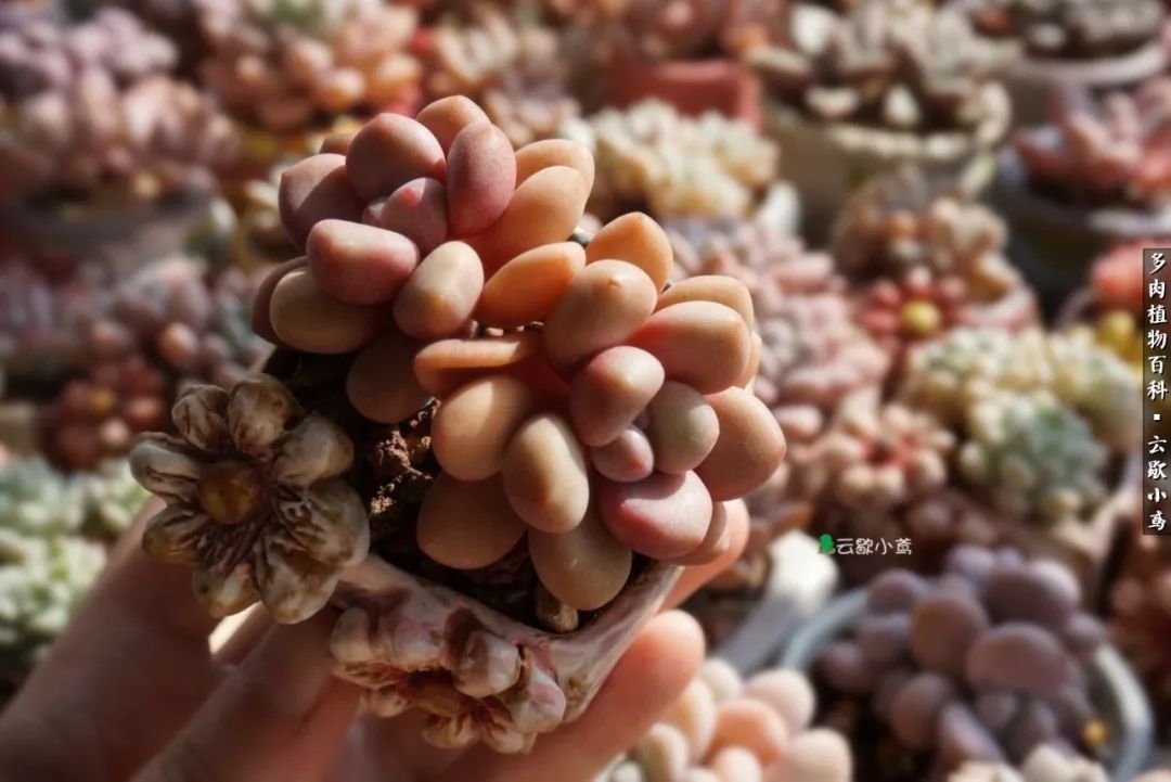 不负人间风月,不负人间风月创作的原声