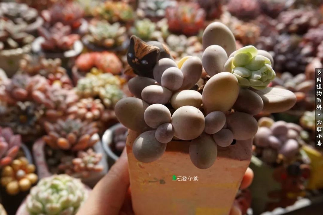 不负人间风月,不负人间风月创作的原声