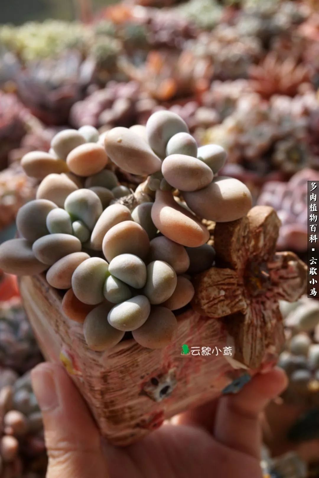 不负人间风月,不负人间风月创作的原声