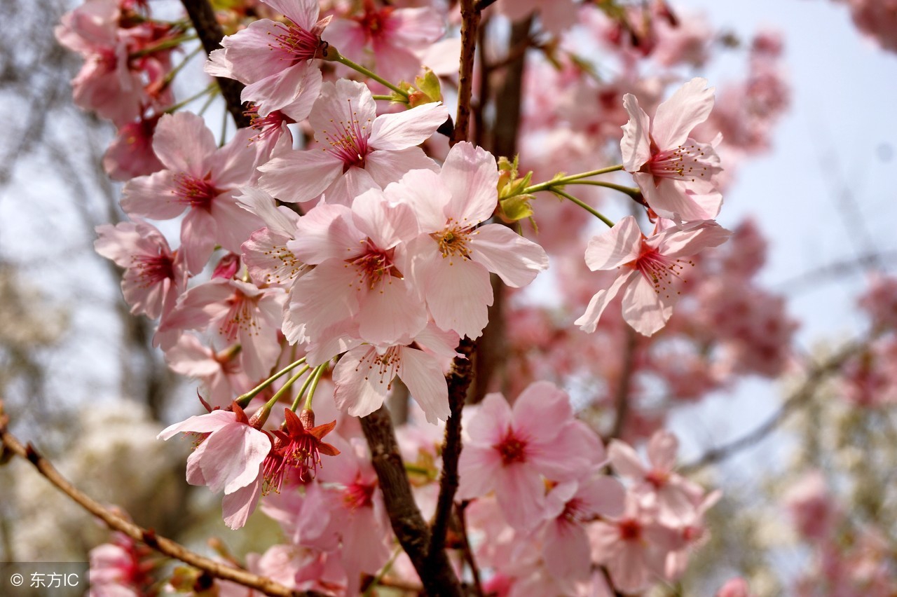 优美的带花的诗句,超惊艳的带花诗句