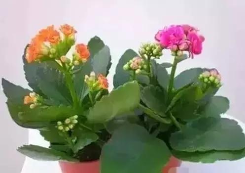 家养绿植花卉施什么肥,花卉绿植养殖方法测评