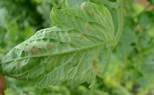 多抗霉素治疗番茄叶霉病吗,番茄叶霉病是真菌还是细菌
