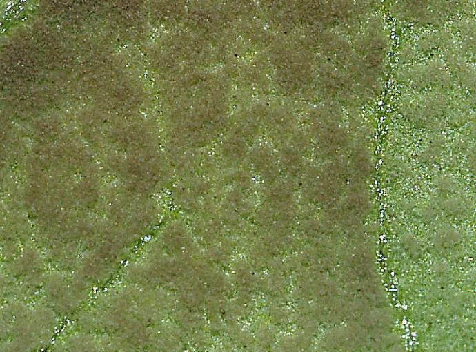 多抗霉素治疗番茄叶霉病吗,番茄叶霉病是真菌还是细菌