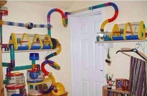 仓鼠虚弱嘴巴油怎么办,仓鼠伪冬眠后咬我怎么办