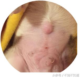 宠物疝气图片,宠物疝气分类