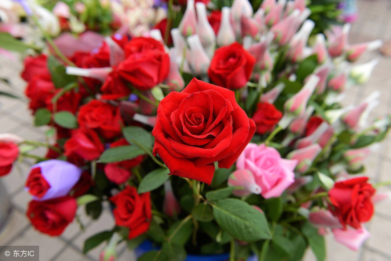 假花适合放家里哪里最招财,家里放什么招财镇宅