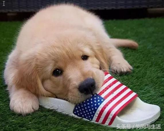 金毛寻回犬2015,金毛寻回犬介绍