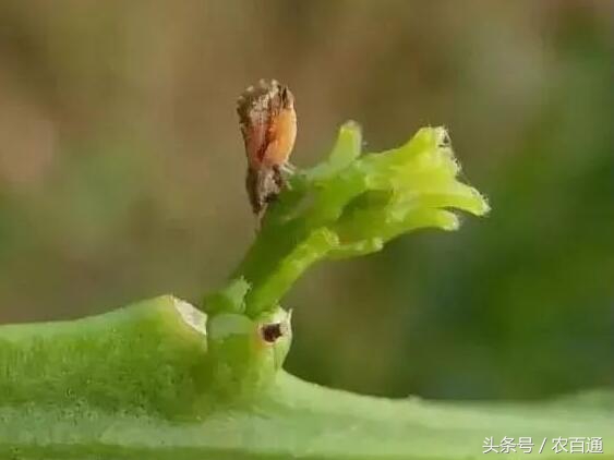 想要预防黄龙病，必先要治木虱！柑橘木虱发生规律与防治|解析