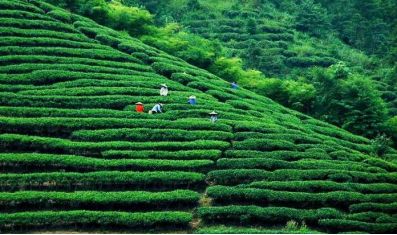 乌泷手作原生茶引领品牌,如何从终端消费者出发为投资项目增值?