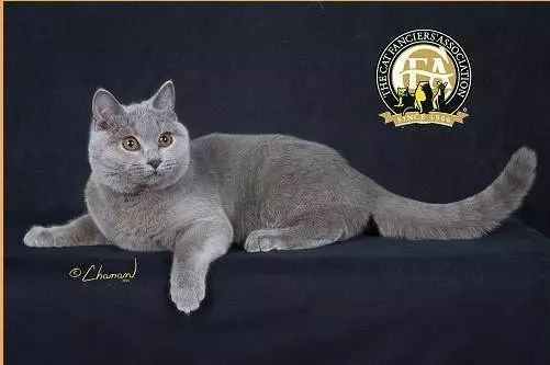 三种颜色的猫是什么品种,怎么区分猫的品种