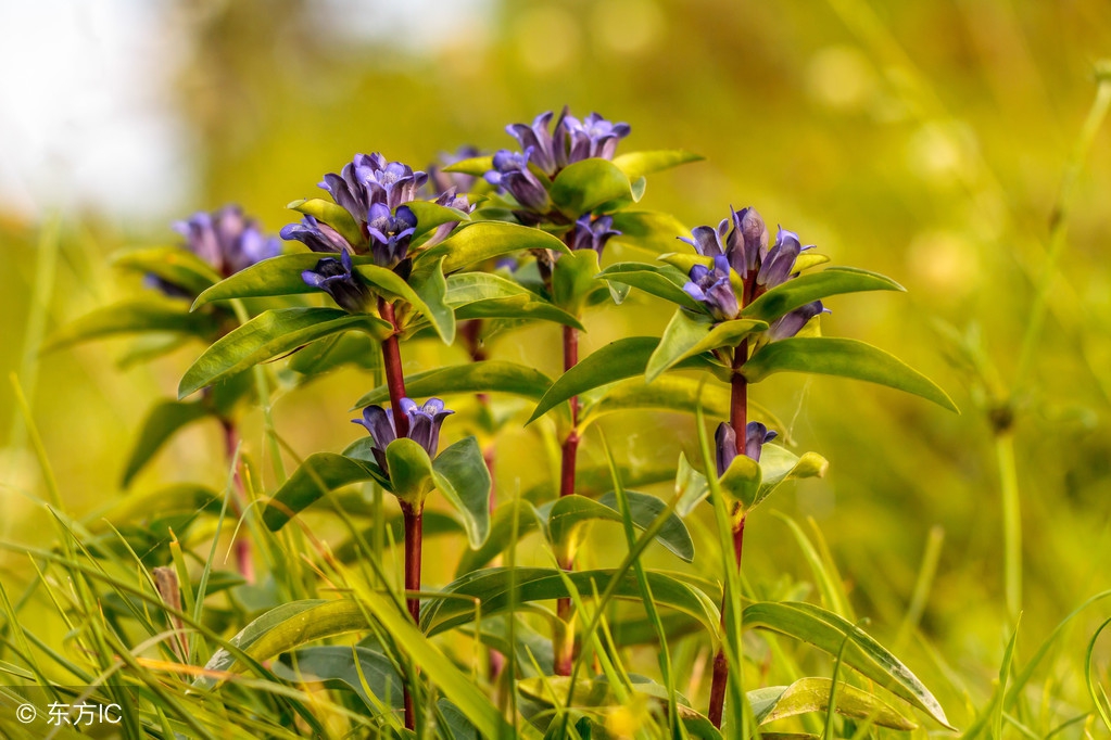 肝胆湿热肝火旺吃什么中药,肝胆湿热肝火旺喝什么茶好