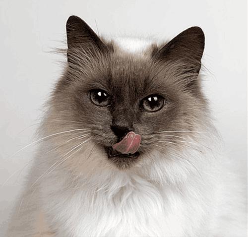 如何抵御弓形虫,消除对蟑螂的恐惧