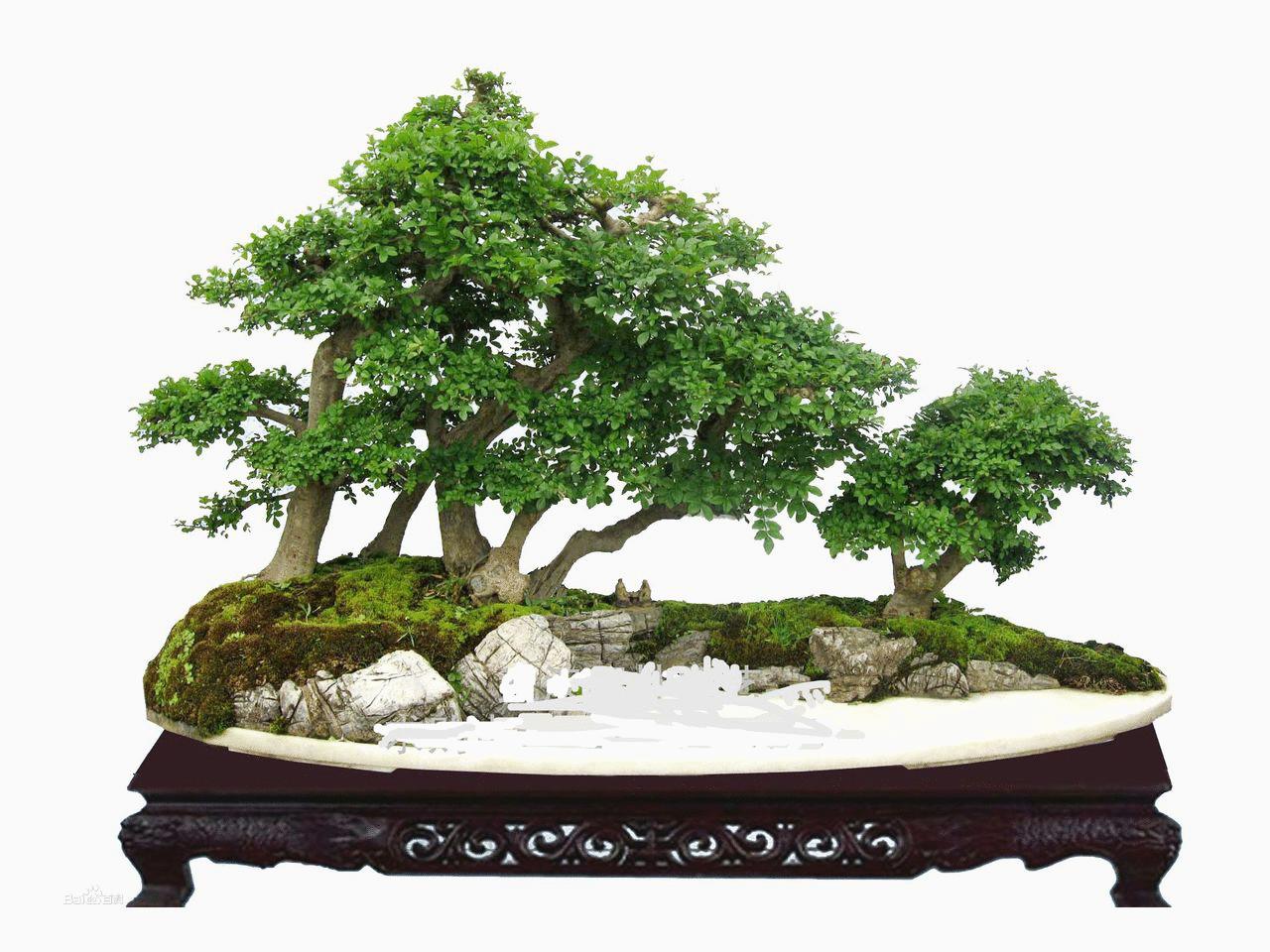 老桩梅花盆景怎么养,怎么养酢浆草老桩盆景