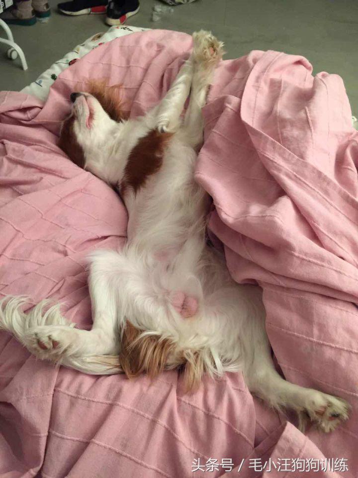 骑士查理小猎犬优缺点,养骑士查理王猎犬是什么样的体验