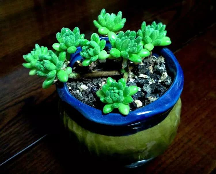 做足了功课养多肉,不用操心就能养好的多肉