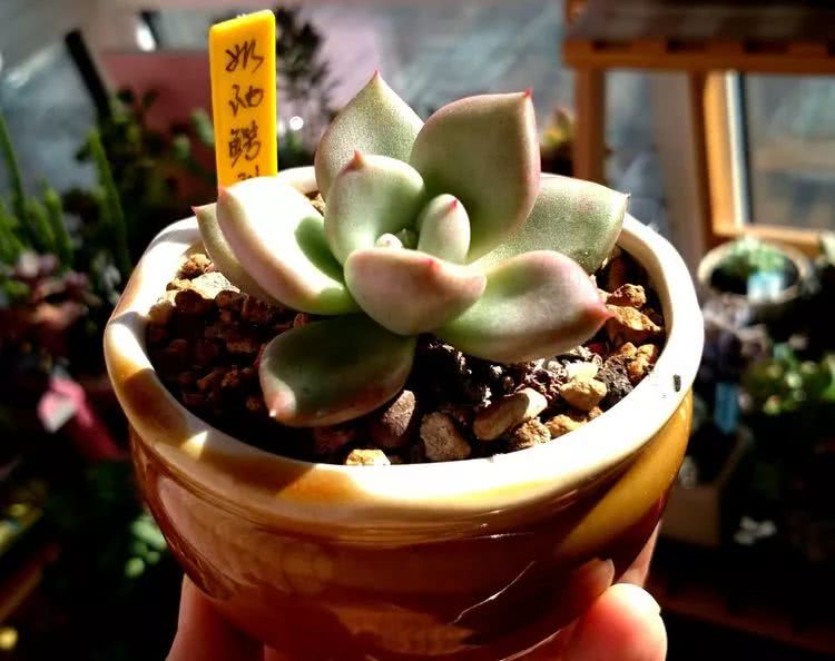 做足了功课养多肉,不用操心就能养好的多肉