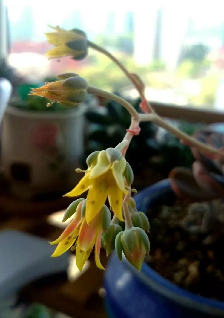 做足了功课养多肉,不用操心就能养好的多肉