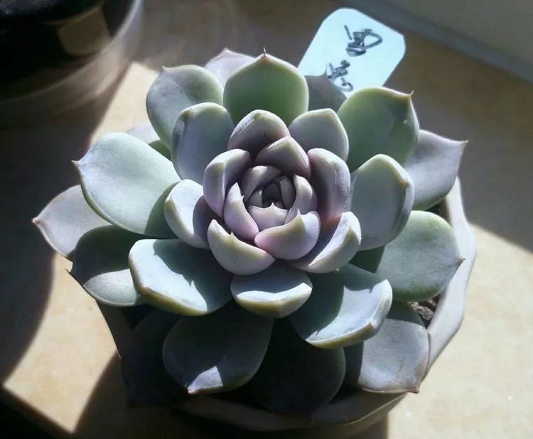 做足了功课养多肉,不用操心就能养好的多肉