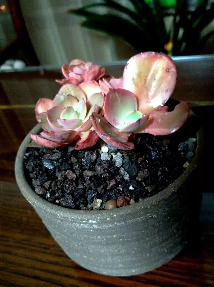 做足了功课养多肉,不用操心就能养好的多肉